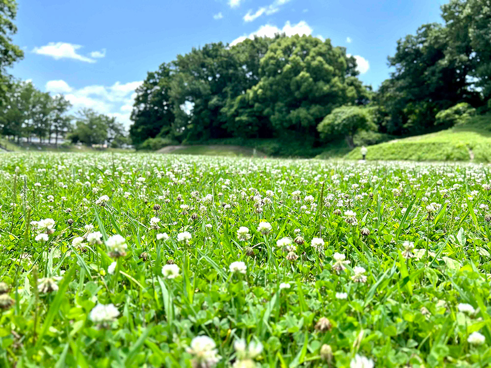 今城塚古墳公園　内濠